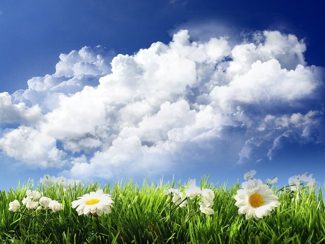 sky-and-flowers-1