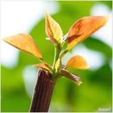 Ngày 15 - Phục Hồi Sa-ma-ri