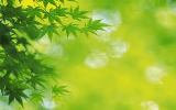 la_xanh