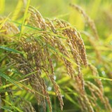 Ngày 4 - Những Sự Đáp Ứng Khác Nhau