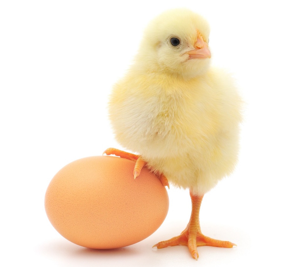 Các nhà khoa học Anh Quốc chứng minh rằng con gà có trước quả trứng.