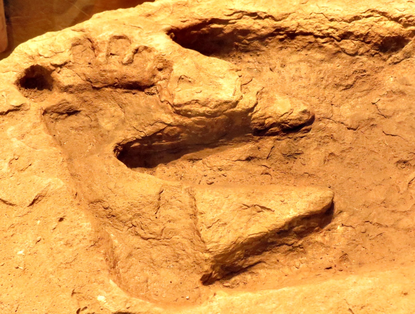 След динозавра в горной породе. Койтендаг Туркменистан следы динозавров. Окаменелые следы динозавров. Окаменелые следы человека и динозавра. Глен Роуз следы человека и динозавра.