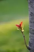 Ngày 22 - Một Chồi Sẽ Ra Từ Gốc Sót Lại Của Nhà Gie-sê