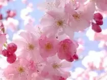 Thì Thầm...Hoa Cỏ Mùa Xuân