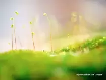 Mùa Xuân Trước Cửa