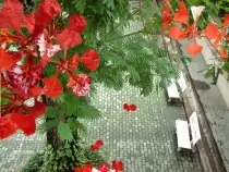 Nắng Sân Trường