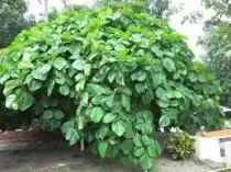 Ngày 02 – Bài Học Về Cây Vả