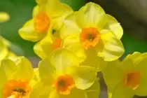 Xuân Cảm Tạ