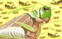 Ngày 11 – Tai Vạ Cào Cào