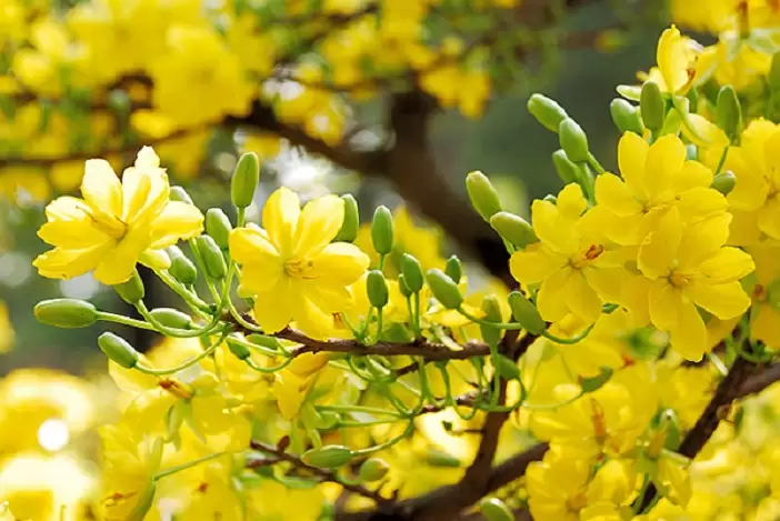 Đi Tìm Hạnh Phúc Mùa Xuân
