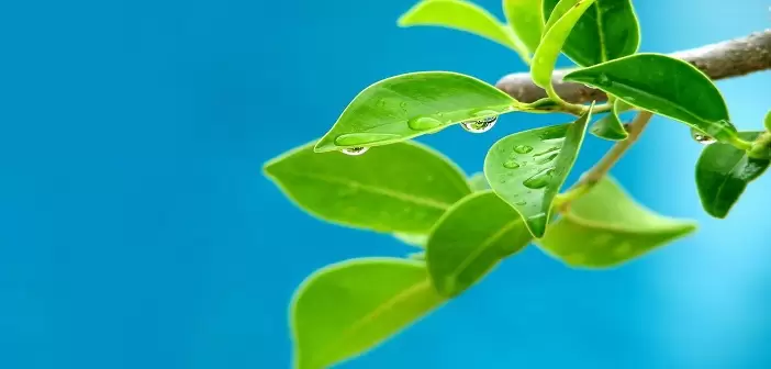 Ngày 17 - Chuyện Ngụ Ngôn Về Cây Vả