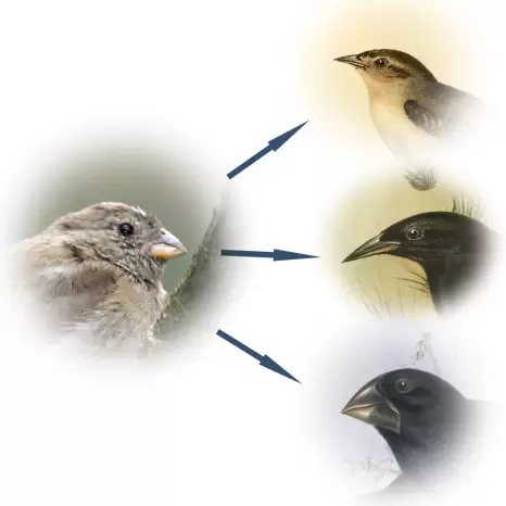 Tại Sao Người Không Có Đuôi? - Phần 2: Những con chim sẻ của Darwin