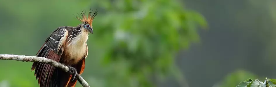 Chim Hoatzin - Bằng Chứng Chống Lại Thuyết Tiến Hóa