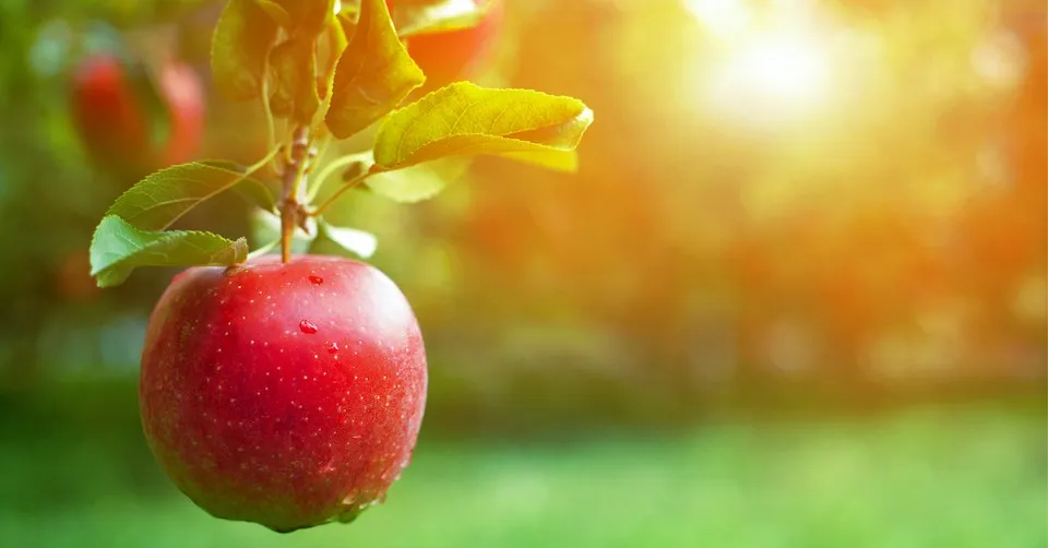 Lẽ Thật Là Gì Khi Lý Trí Bị Giới Hạn